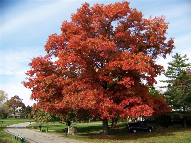 scarlet oak